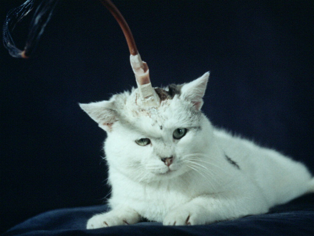 GRANDMAMAUNTSISTERCAT