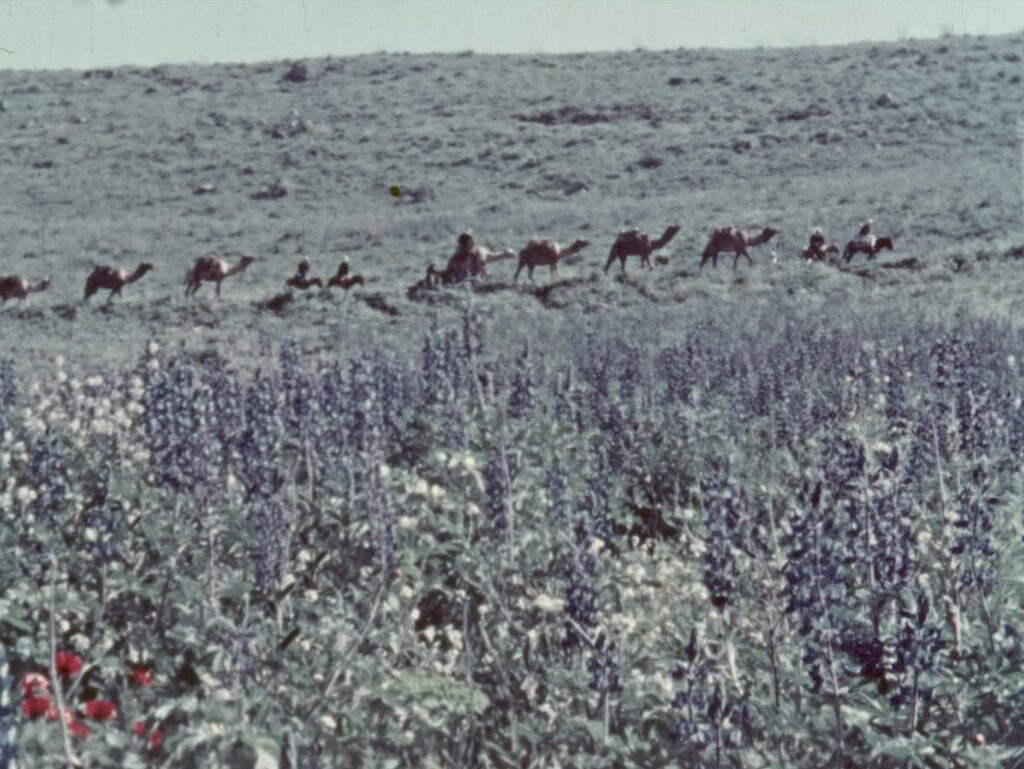 THE FLOWERS STAND SILENTLY, WITNESSING