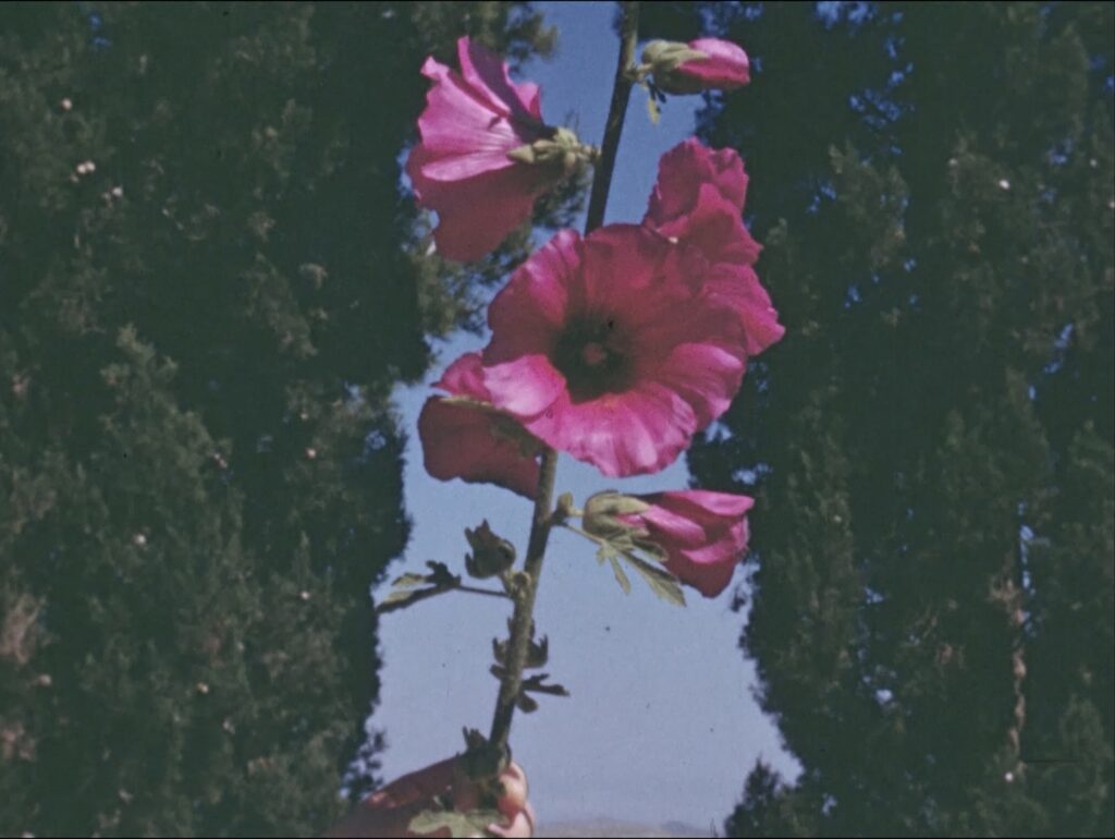THE FLOWERS STAND SILENTLY, WITNESSING